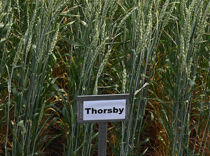 Thorsby (BW947)